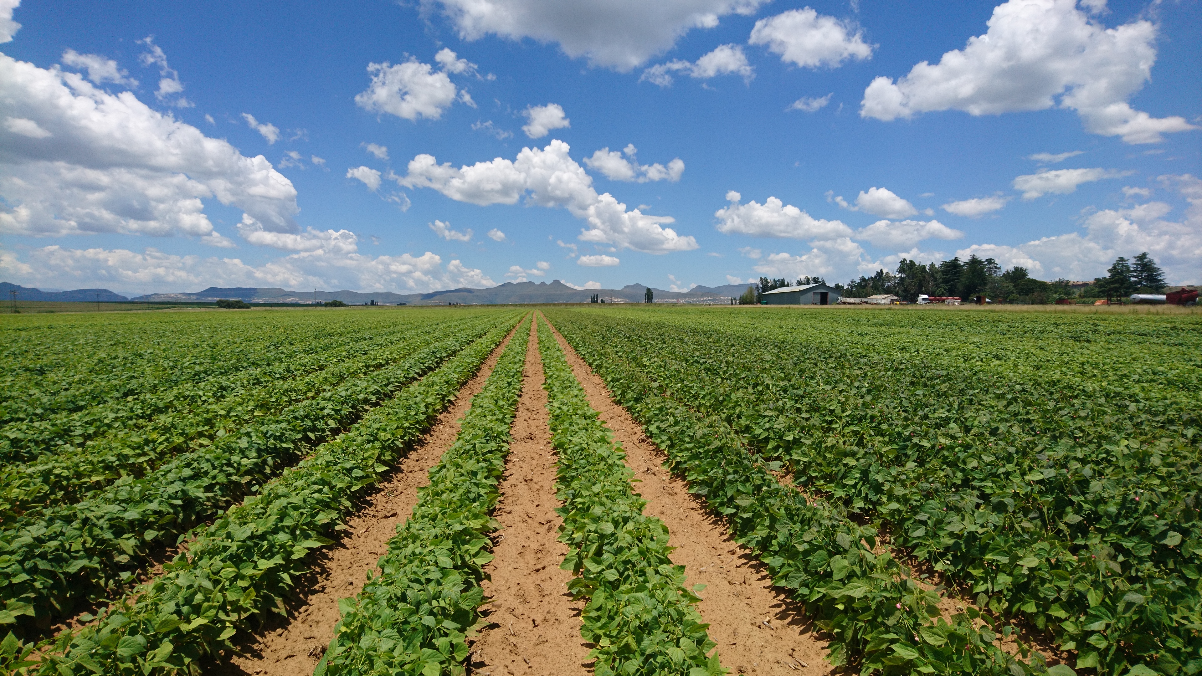 Field of common bean in South Africa