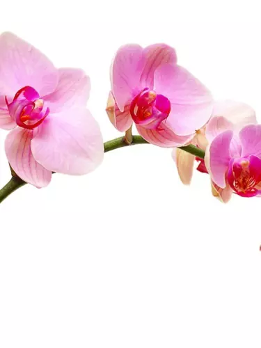 orchid