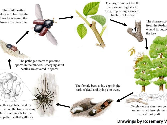 The Dutch Elm Disease lifecycle, illustrated by Rosemary Wise