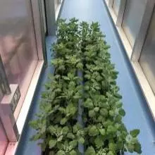rows of plants on the floor