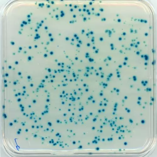 blue white screening of P. syringae B-galactosidase inhibitor mutant colonies on X-Gal plate