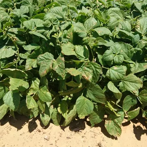 Phaseolus vulgaris plants in the field in South Africa showing symptoms of infection with Pseudomonas syringae