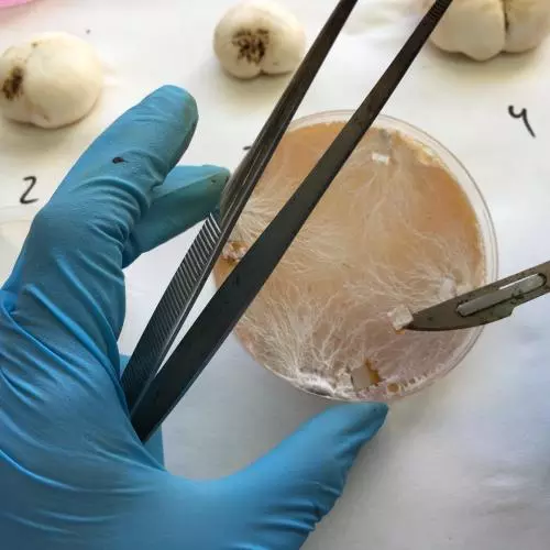 Mycelium of Agaricus bisporus var. bisporus (white button mushroom) in plate. Spotted mushrooms due to fungal disease (green mould - Trichoderma spp.) in the background of the picture.