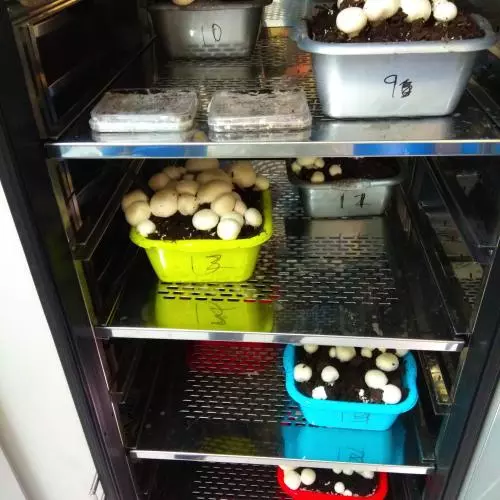 Trial with Agaricus bisporus var. bisporus (white button mushroom) in experimental growth unit