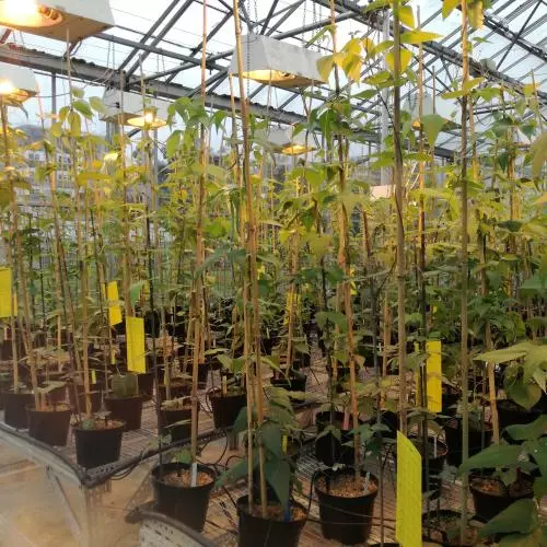 Wild and domesticated genotypes of common bean (Phaseolus vulgaris) and lima bean (Phaseolus lunatus)