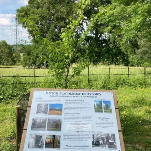 Picture of a display board at Harcourt Arboretum titled Dutch Elm Disease in Oxford. The display board has photographs of elm trees with disease symptoms. 