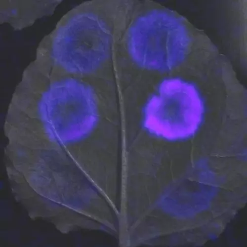luminescent reporter of gene expression in P. syringae infecting N. benthamiana leaf