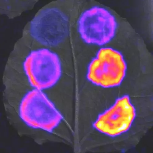 luminescent reporter of gene expression in P. syringae infecting N. benthamiana leaf