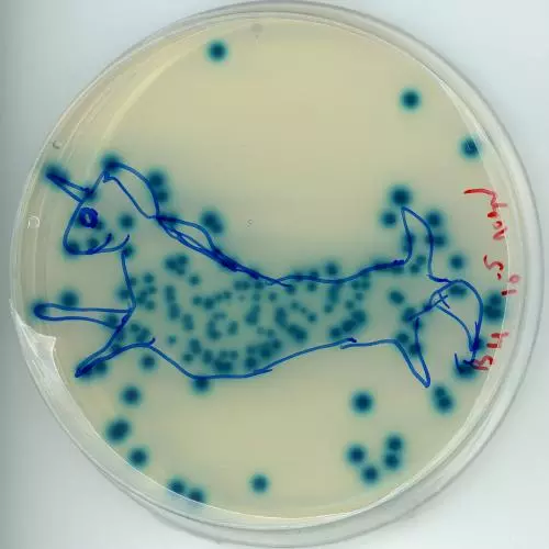 blue white screening of P. syringae B-galactosidase inhibitor mutant colonies on X-Gal plate