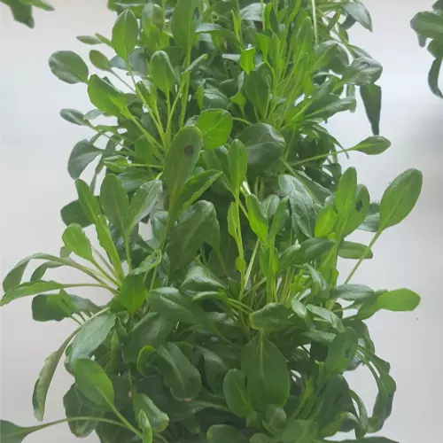 Plant infection assay