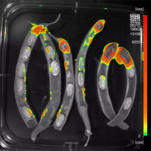 Fluorescing bacteria