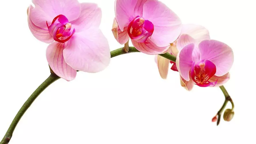 orchid