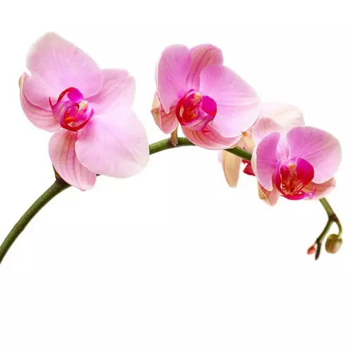 orchid