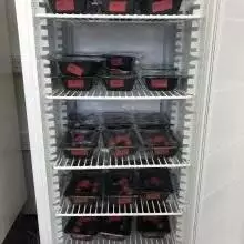 tomatoes in incubator