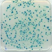 blue white screening of P. syringae B-galactosidase inhibitor mutant colonies on X-Gal plate