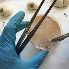 Mycelium of Agaricus bisporus var. bisporus (white button mushroom) in plate. Spotted mushrooms due to fungal disease (green mould - Trichoderma spp.) in the background of the picture.