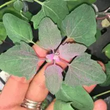 Picture of a quinoa plant from above illustrating the pink epidermal bladder cells on the leaf surface