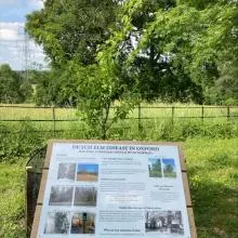 Picture of a display board at Harcourt Arboretum titled Dutch Elm Disease in Oxford. The display board has photographs of elm trees with disease symptoms. 