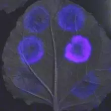 luminescent reporter of gene expression in P. syringae infecting N. benthamiana leaf