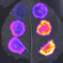 luminescent reporter of gene expression in P. syringae infecting N. benthamiana leaf
