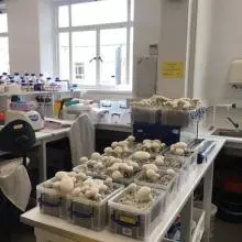 Photo taken in the laboratory of small containers used to grow mushrooms, with mushrooms growing in them
