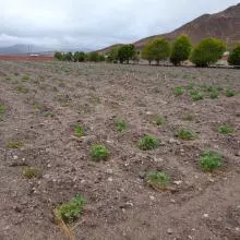 Quinoa plants in the field in Bolivia