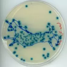 blue white screening of P. syringae B-galactosidase inhibitor mutant colonies on X-Gal plate