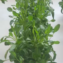 Plant infection assay