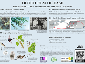 Dutch Elm Disease, the biggest tree pandemic of the 20th century. This is the first of a series of 3 boards on Dutch elm Disease displayed at the Harcourt Arboretum in Oxford. 