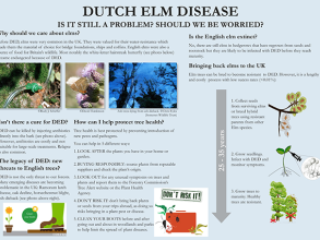 Dutch Elm Disease : Is it still a problem ? Should we be worried ? This is board number 2 in our series of information boards currently on display at the Harcourt Arboretum.