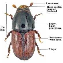 <i>Scolytus scolytus</i> - The large elm bark beetle