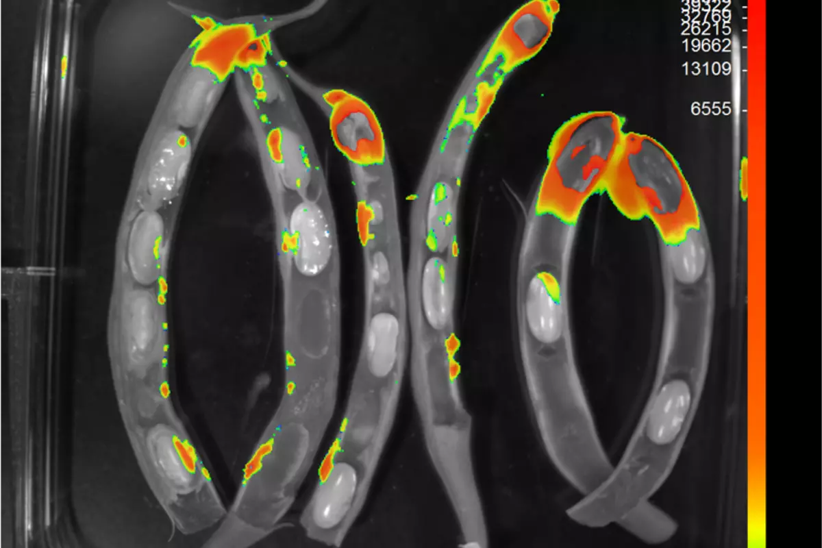 Fluorescing bacteria