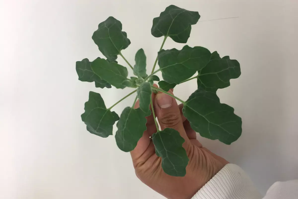 Plant sample