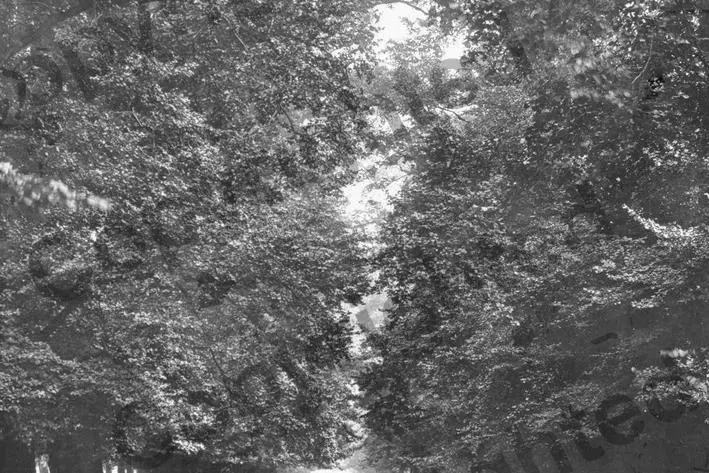 A great avenue of English elms before the pandemic of DED in Christ Church Meadows, Oxford