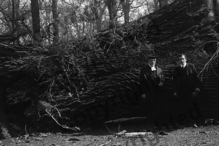 A diseased English elm felled in Magdalen College, Oxford in 1920s