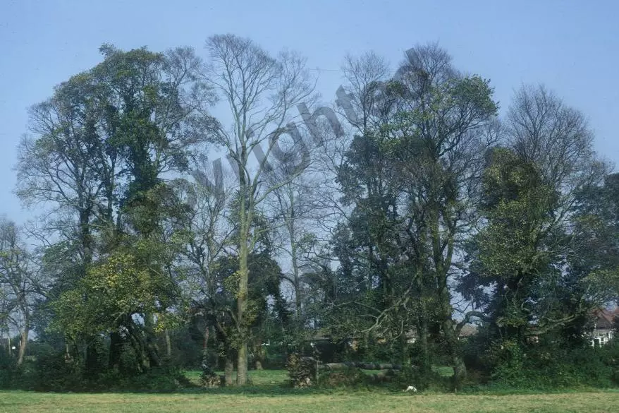 DED can spread to neighbouring trees via natural root grafts, creating lines of infection