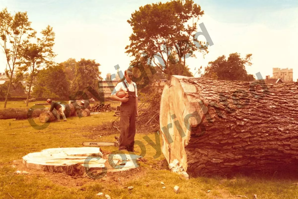 A large English elm preventatively felled in Magdalen College, Oxford in 1970s