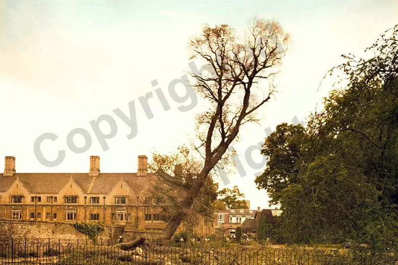 Felling of an elm tree with DED in Magdalen College, Oxford in 1970s